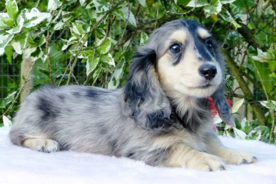 Luna, Black & Cream Long Haired Mini Dachshund. | Dapple Dachshund, Dog  Life, Dachshund Puppies