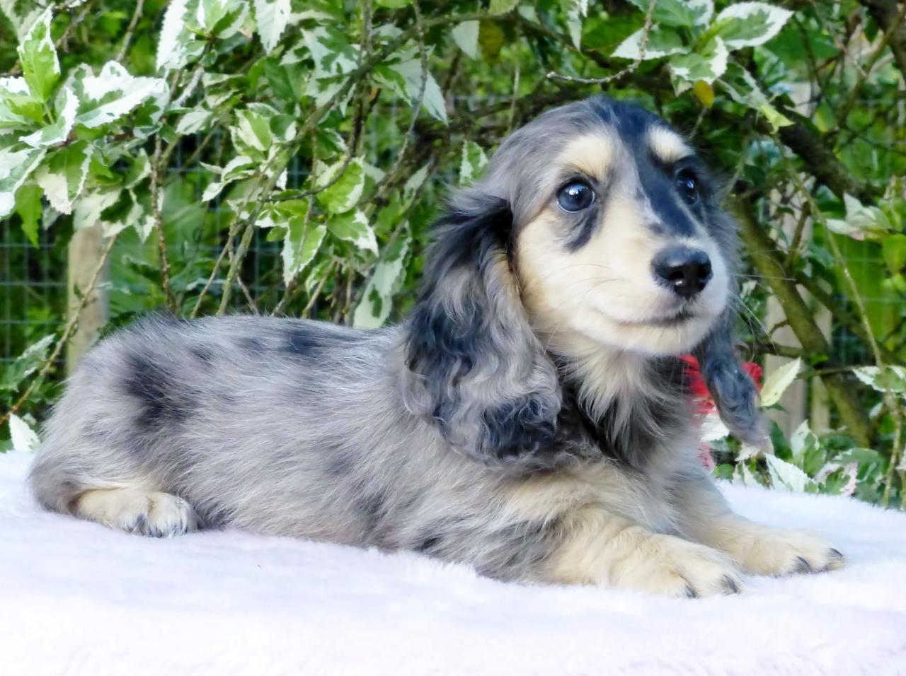 Luna, Black & Cream Long Haired Mini Dachshund. | Dapple Dachshund, Dog  Life, Dachshund Puppies