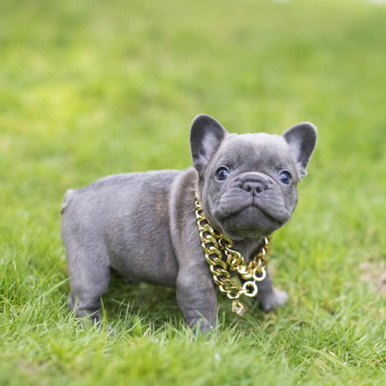French Bulldog Coat Colors In Depth | Nw Frenchies — Northwest Frenchies