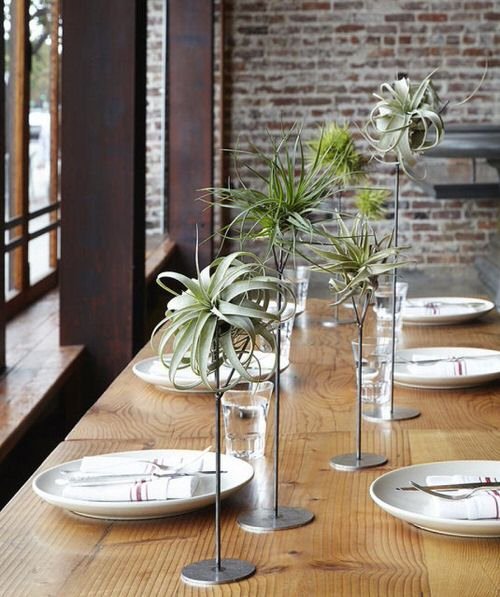 16 Best Indoor Plants For Dining Room | Balcony Garden Web