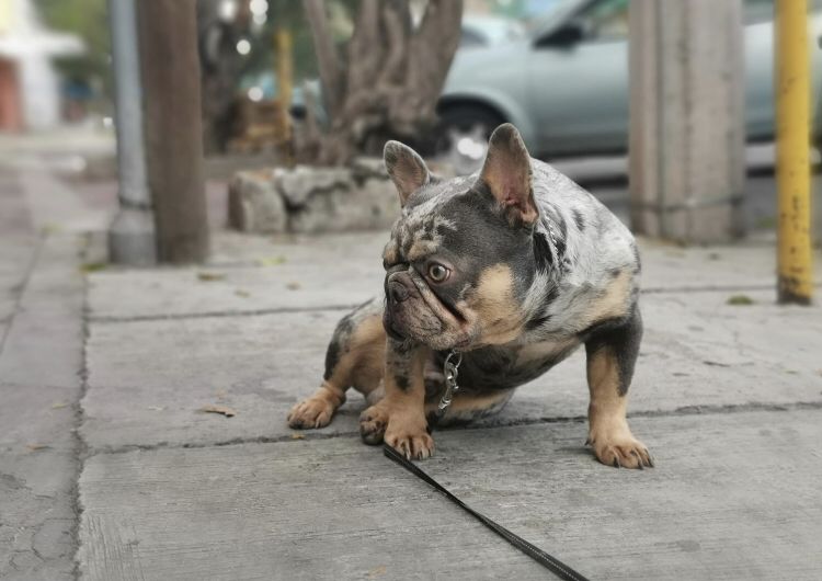 Lilac And Tan Merle | Buldogue