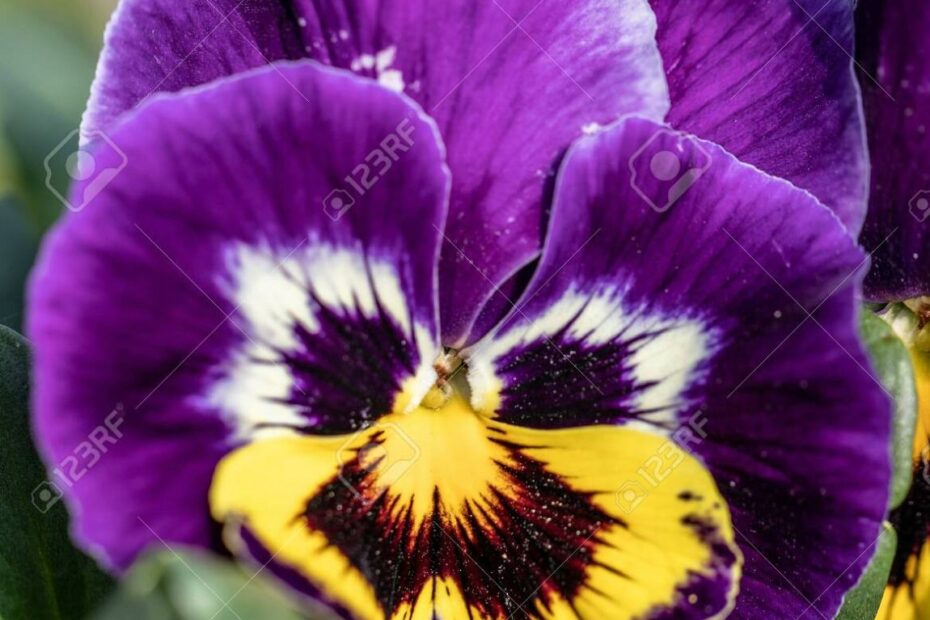 Beautiful Violet Yellow Petunia Flower Head On Publi Garden. Macro  Photography Stock Photo, Picture And Royalty Free Image. Image 122133721.