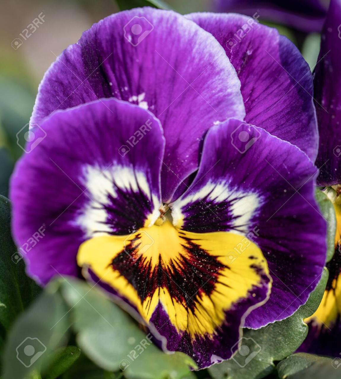 Beautiful Violet Yellow Petunia Flower Head On Publi Garden. Macro  Photography Stock Photo, Picture And Royalty Free Image. Image 122133721.