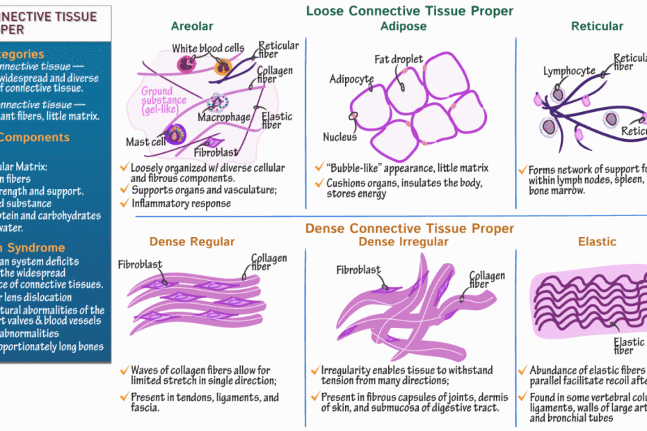 Reticular Connective Tissue Drawing Master the Art of Illustrating