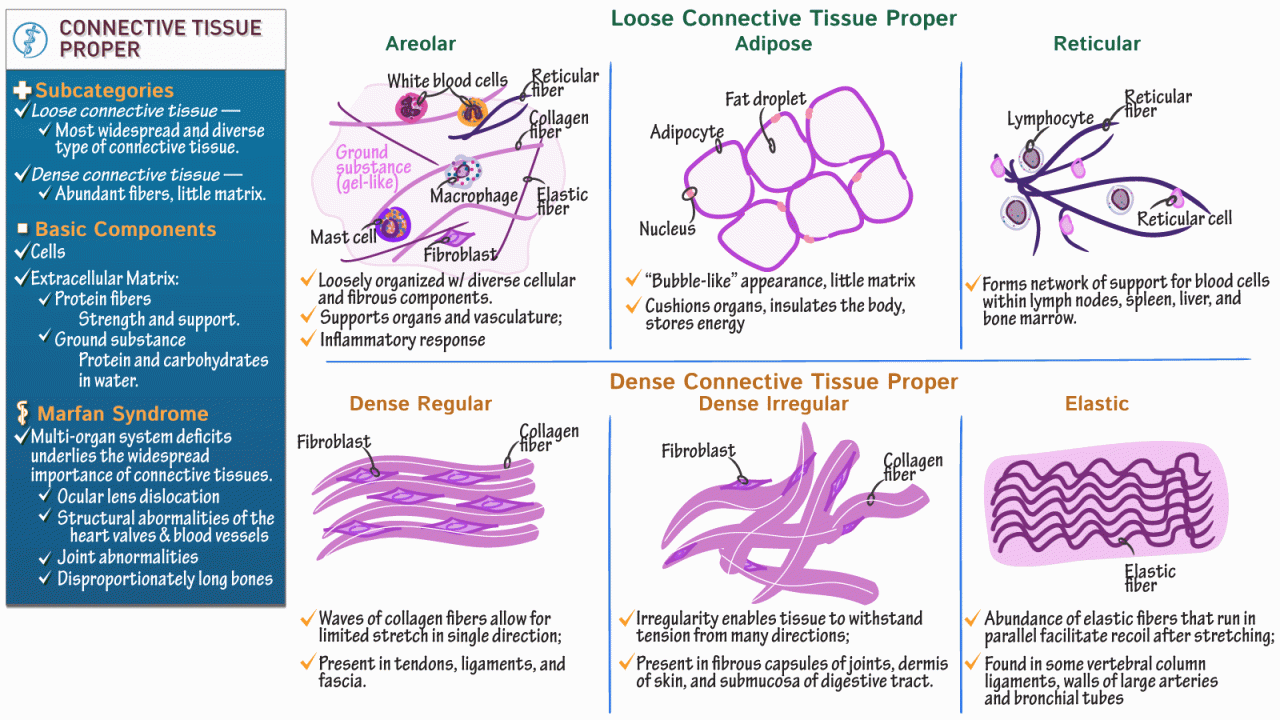 Connective Tissue Proper | Draw It To Know It