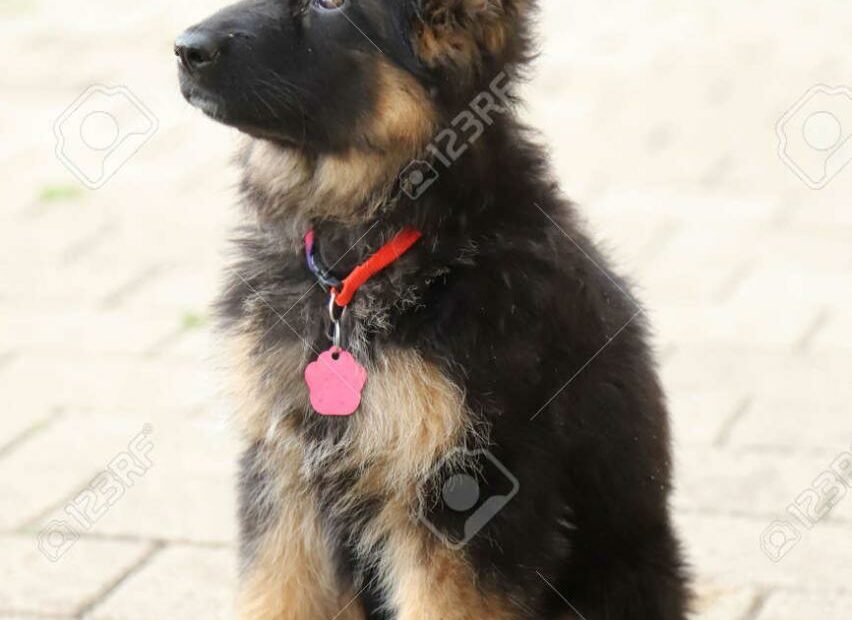 Portrait Of A Black And Tan Long-Haired German Shepherd Puppy Stock Photo,  Picture And Royalty Free Image. Image 154201129.