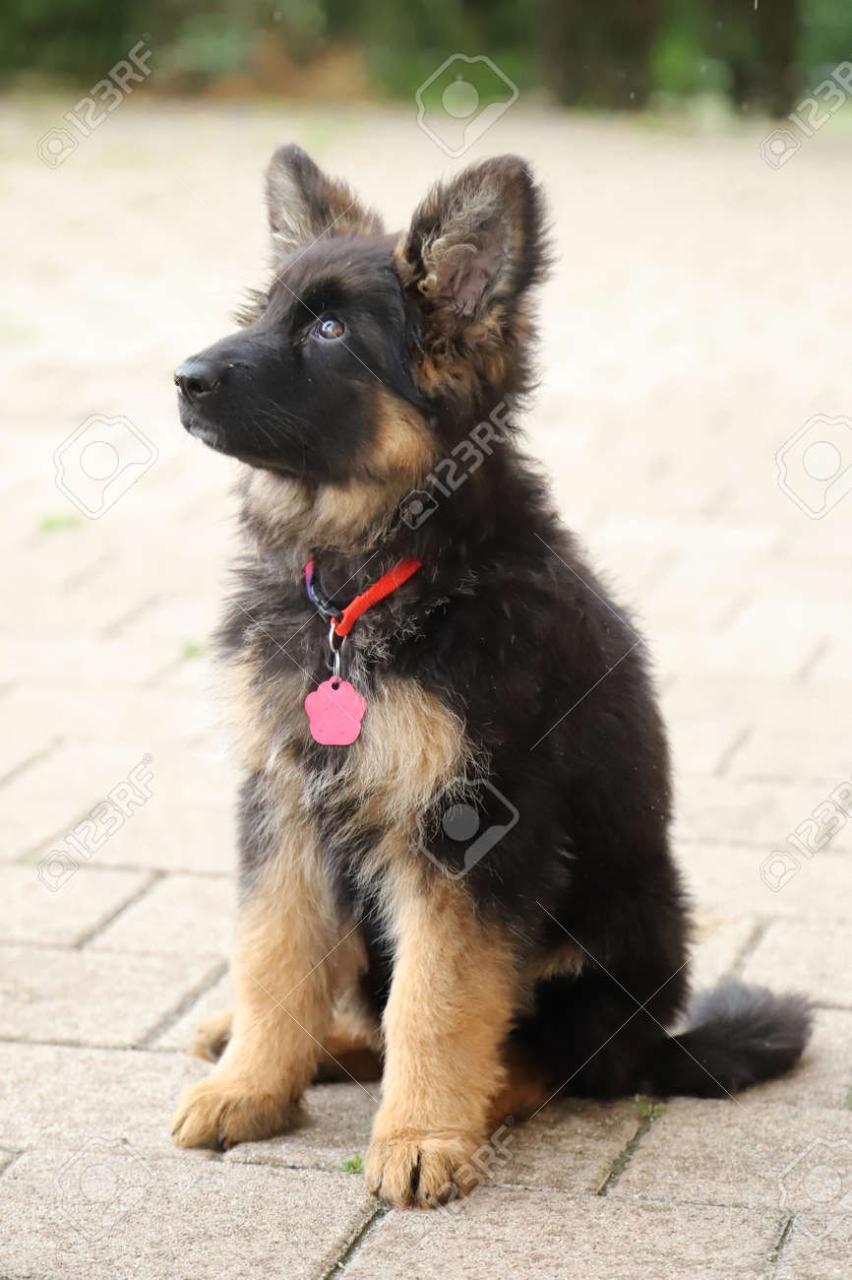 Portrait Of A Black And Tan Long-Haired German Shepherd Puppy Stock Photo,  Picture And Royalty Free Image. Image 154201129.