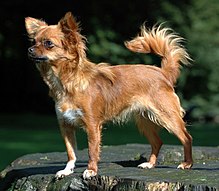 Chihuahua (Dog) - Wikipedia