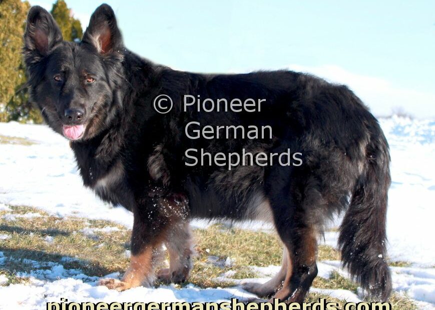 Bicolor Long Coat German Shepherd | Long Coat German Shepherd, German  Shepherd, German
