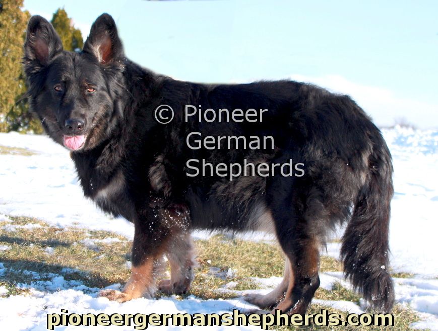 Bicolor Long Coat German Shepherd | Long Coat German Shepherd, German  Shepherd, German