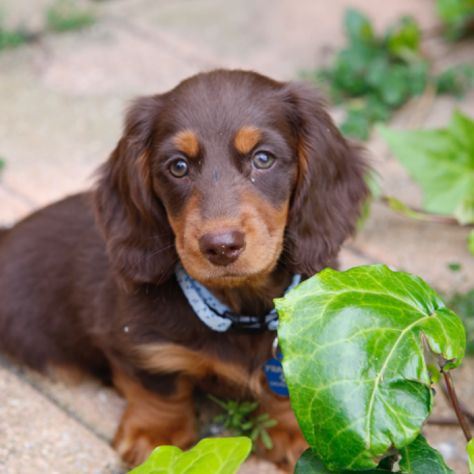 Chocolate And Tan Long Haired Mini Dachshund.... His Name Is Frankie |  Dachshund Pets, Dapple Dachshund, Dachshund Dog