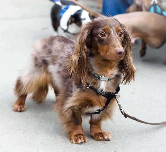 Chocolate And Tan Dapple Long Haired Miniature Dachshund | Dapple Dachshund,  Long Haired Dachshund, Dachshund Puppies