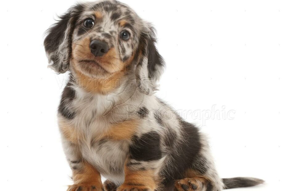 Dog: Long-Haired Dapple Dachshund Puppy, 7 Weeks Old Photo Wp49201