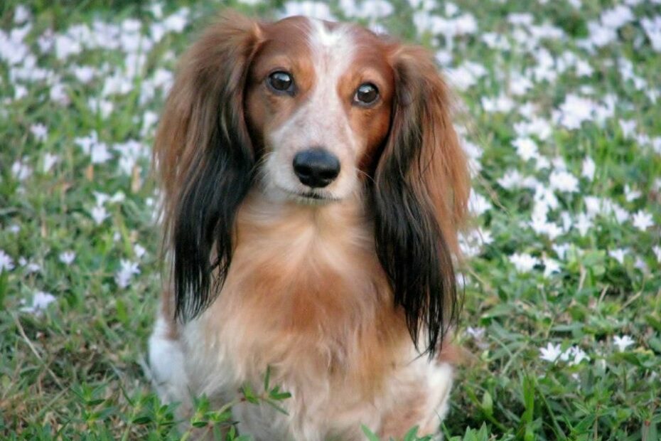 Rocky, Red Piebald Long Haired Mini Dachshund. | Long Haired Dachshund,  Dachshund Mix, Dachshund Puppy Miniature