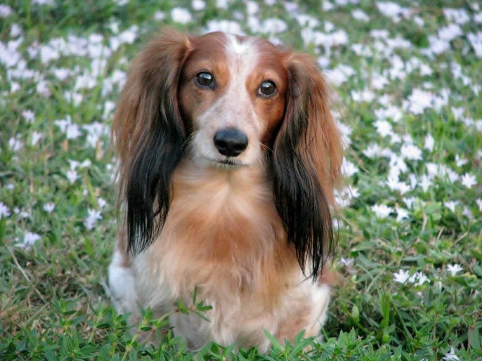 Rocky, Red Piebald Long Haired Mini Dachshund. | Long Haired Dachshund,  Dachshund Mix, Dachshund Puppy Miniature