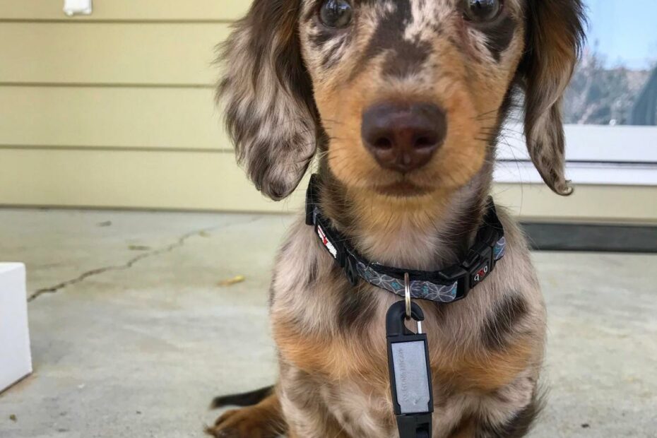 Posted To R/Dachshund Yesterday, Thought You All Would Like Her Too! Willow  Is A 3 Month Old Miniature Long Haired Dapple Dachshund. We Love Her To  Pieces! : R/Aww