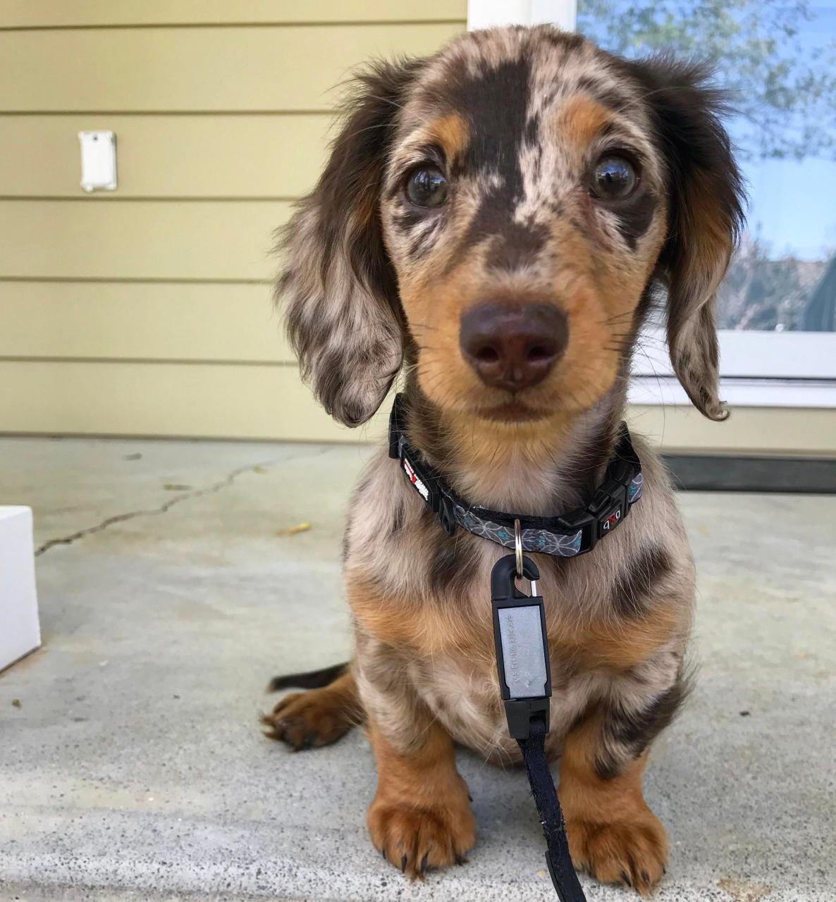 Posted To R/Dachshund Yesterday, Thought You All Would Like Her Too! Willow  Is A 3 Month Old Miniature Long Haired Dapple Dachshund. We Love Her To  Pieces! : R/Aww