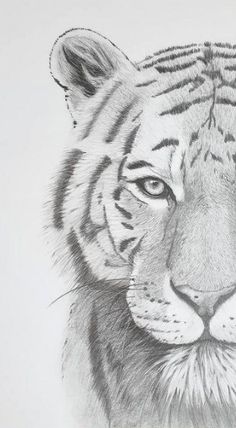 26 Animal Sketches Ideas | Animal Sketches, Sketches, Animal Drawings