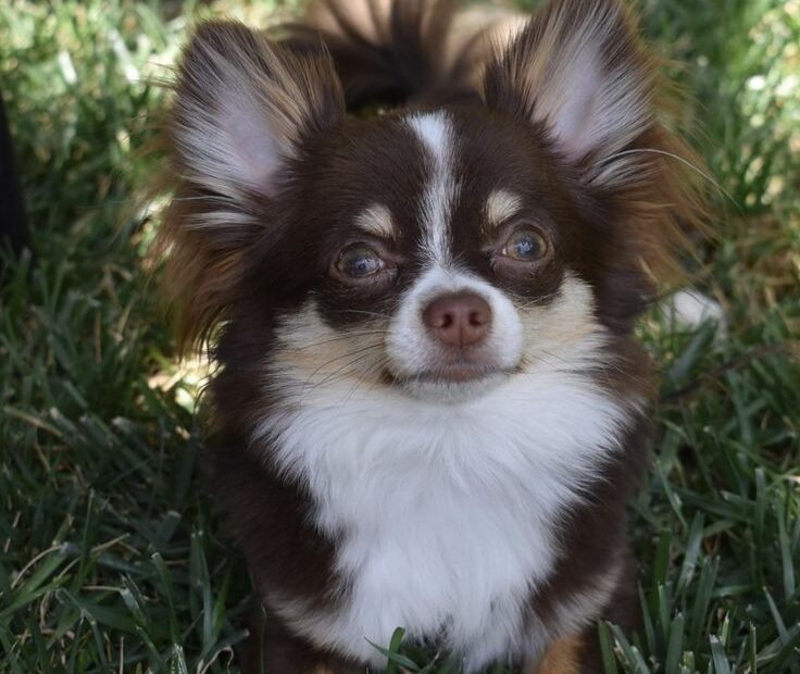 Chocolate Long Coat Chihuahua, 9 Months | Cute Chihuahua, Chihuahua Breeds,  Really Cute Dogs