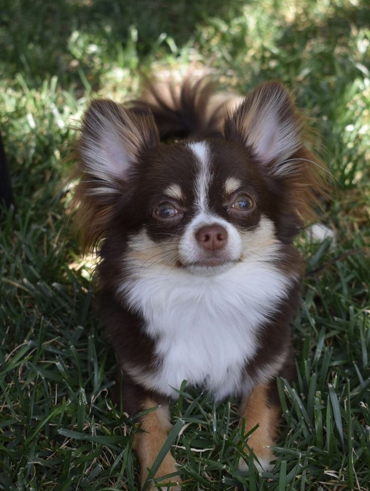 Chocolate Long Coat Chihuahua, 9 Months | Cute Chihuahua, Chihuahua Breeds,  Really Cute Dogs
