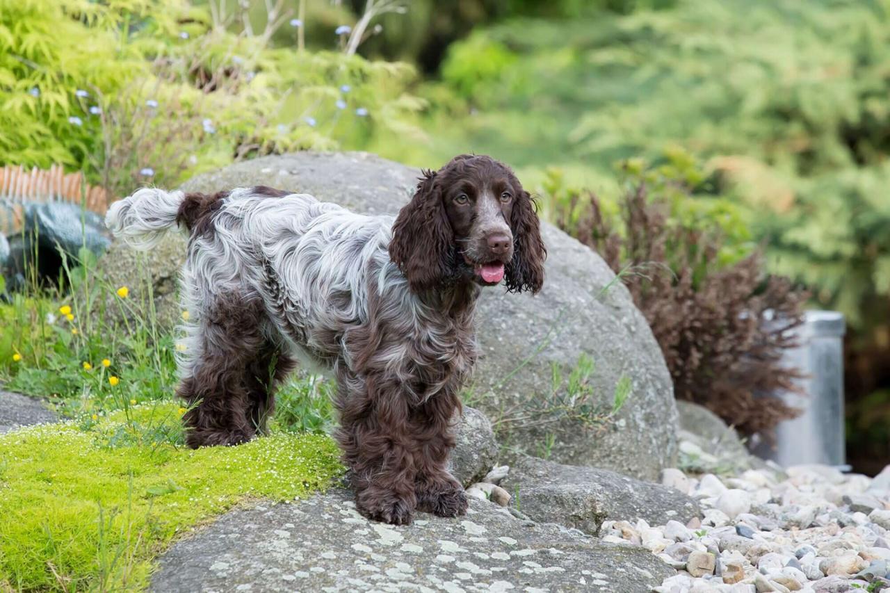 Cocker Spaniel with Long Hair: Discover the Secret to Keeping Your Pup ...