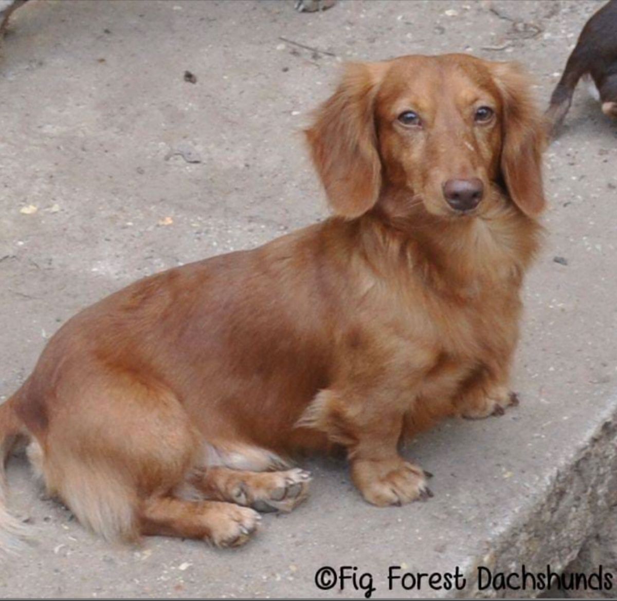 Chocolate Based Red Miniature Dachshund | Red Dachshund, Miniature Dachshund,  Mini Dachshund