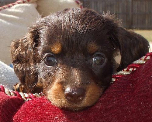 Long Coat Haired Miniature Chocolate Dachshund Puppies For Sale Akc Doxies  Chocolate & Cream And Tan (21) By P… | Dachshund Puppies, Dachshund Dog, Daschund  Puppies