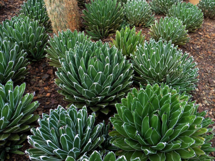 10 Cold Hardy Succulents - World Of Succulents