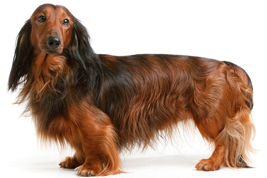 Dachshund (Long Haired) Dog Breed Information | Purina