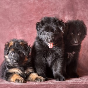 Do German Shepherd Puppies Change Color? - German Shepherd Dog Hq