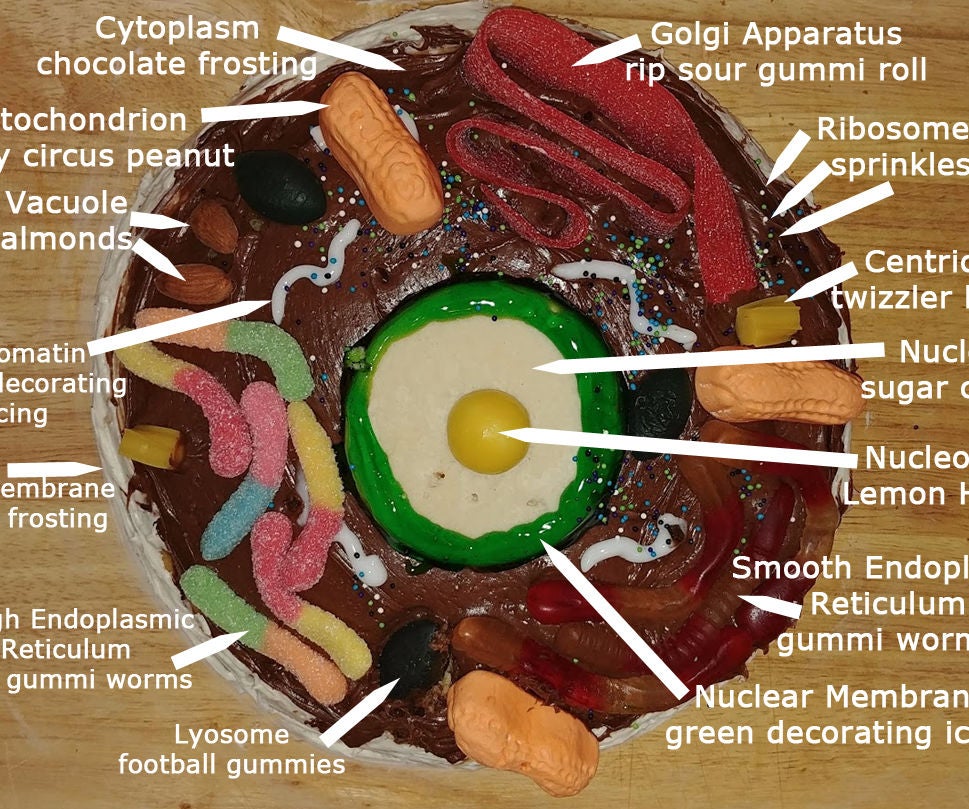 Animal Cell Cake Of Celliness : 6 Steps (With Pictures) - Instructables