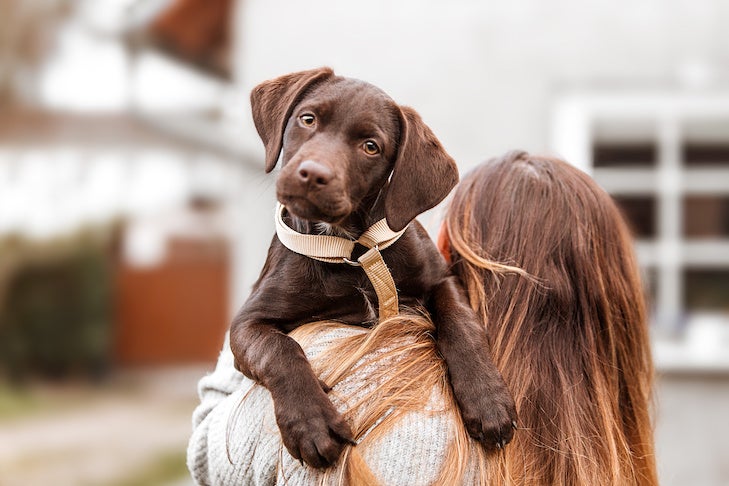 How To Groom A Labrador Retriever – American Kennel Club