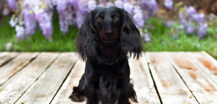 Solid Black Long Haired Dachshund – Why Is It So Absurdly Rare And What To  Know About It? - Sweet Dachshunds