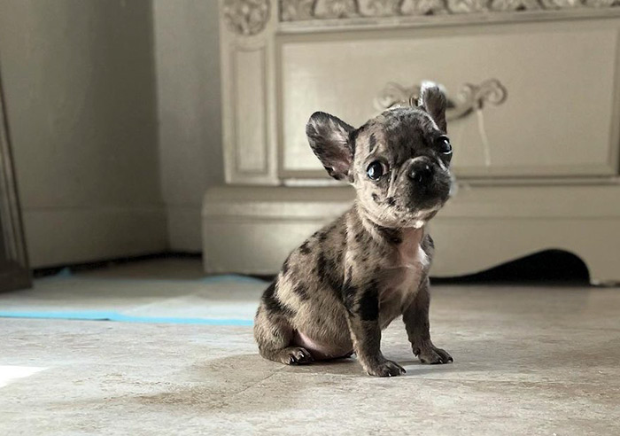 Teacup French Bulldogs - 13 Things You Should Know Before Buying Or  Adopting - Ned Hardy
