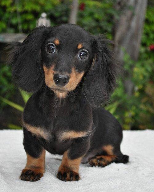 Black And Tan Long Hair Doxie Pup | Dachshund Dog, Long Haired Dachshund,  Clever Dog