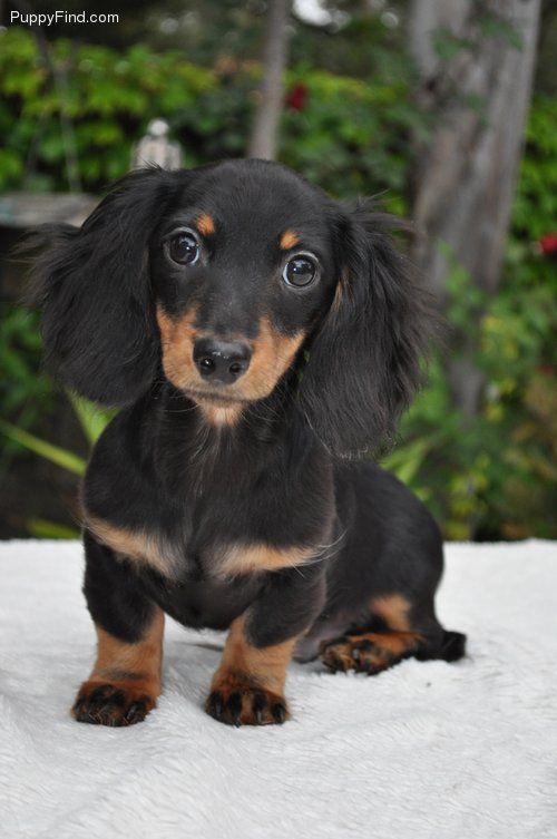 Black And Tan Long Hair Doxie Pup | Dachshund Dog, Long Haired Dachshund,  Clever Dog