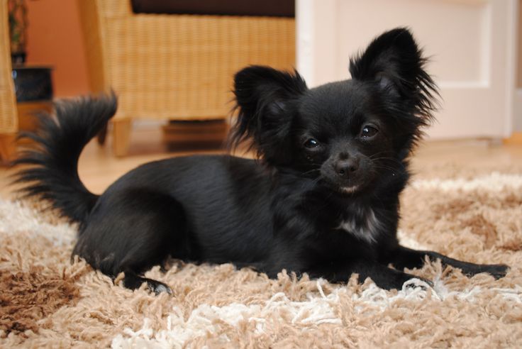 Chihuahua Dog Breed » Information, Pictures, & More | Chihuahua Puppies,  Chihuahua Dogs, Chihuahua