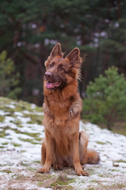 1,500+ Long Haired German Shepherds Stock Photos, Pictures & Royalty-Free  Images - Istock