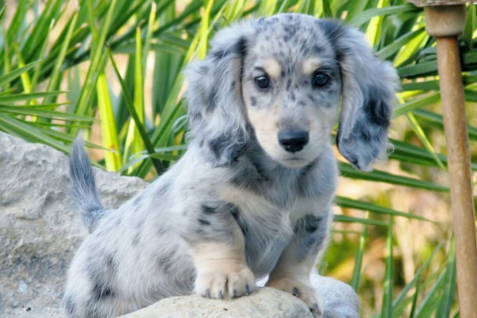 Sterling, Black & Cream Dapple Long Haired Mini Dachshund. | Dapple  Dachshund, Dachshund Breed, Puppies