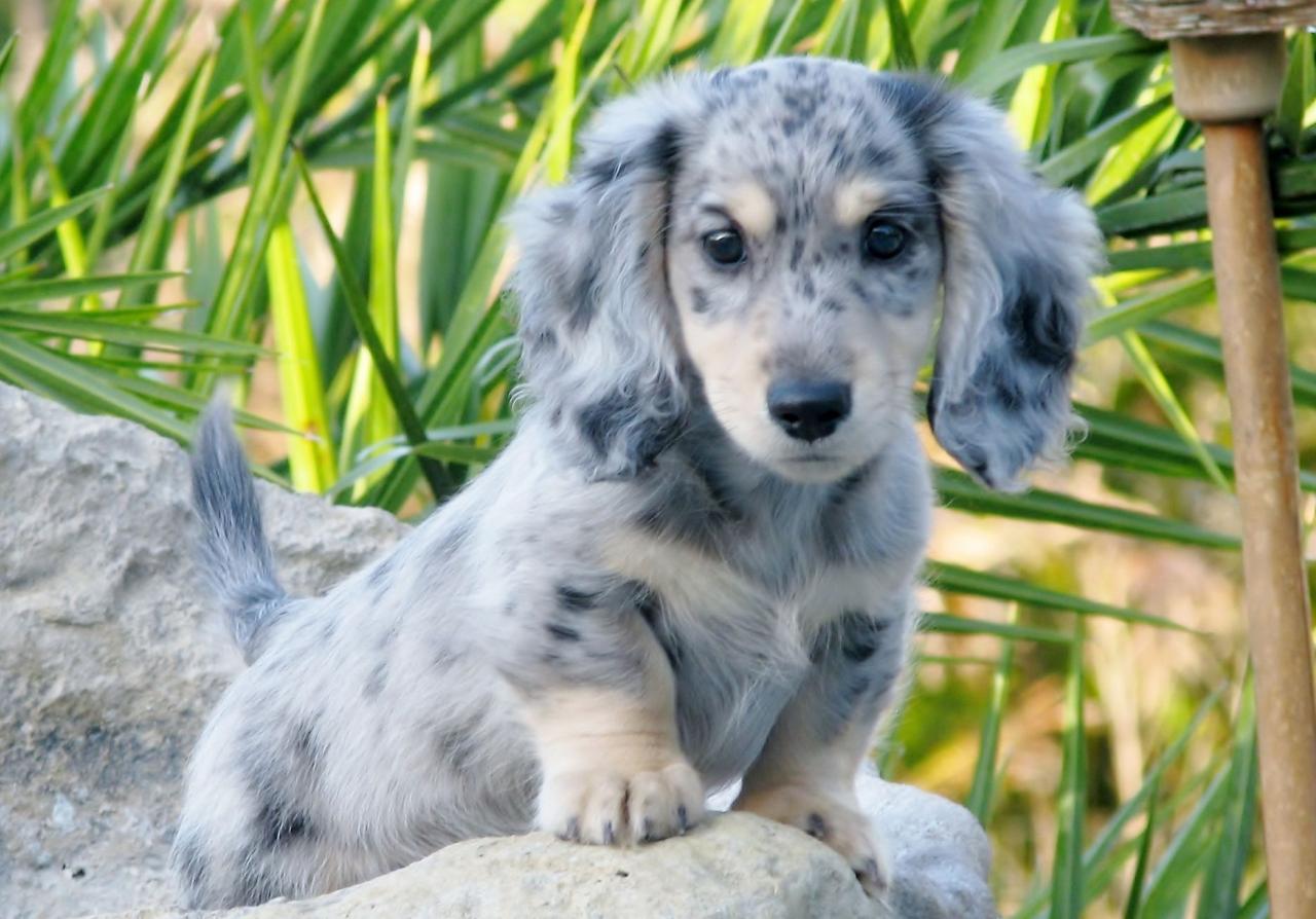 Sterling, Black & Cream Dapple Long Haired Mini Dachshund. | Dapple  Dachshund, Dachshund Breed, Puppies