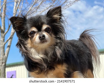 397 Tiny Black Chihuahua Hair Long Images, Stock Photos & Vectors |  Shutterstock