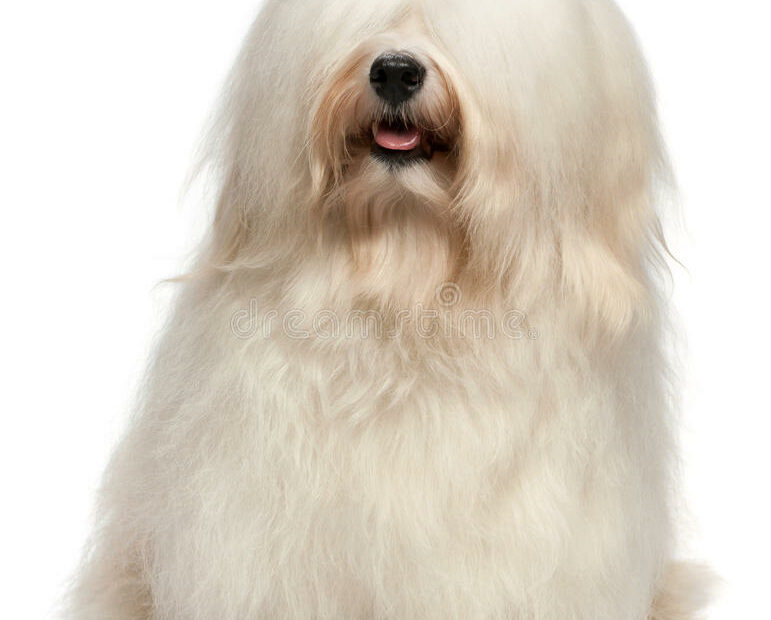 Cute Long Hair Cream Havanese Dog Stock Photo - Image Of Attractive,  Isolated: 20261754