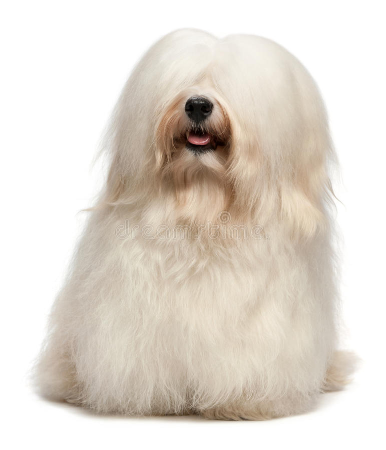 Cute Long Hair Cream Havanese Dog Stock Photo - Image Of Attractive,  Isolated: 20261754