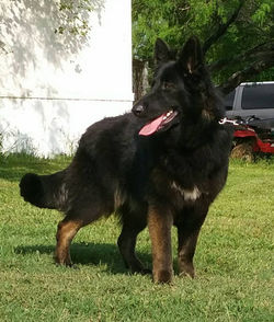 Long Coat Black And Red German Shepherd