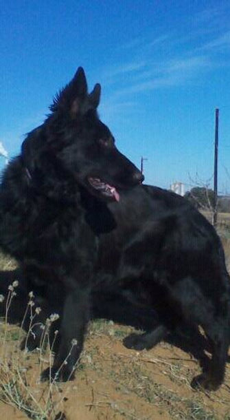 Solid Black Long Coat German Shepherd