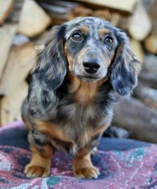 10 Beautiful Long-Haired Dachshund Pictures - Bark How | Dapple Dachshund, Dapple  Dachshund Puppy, Dachshund Breed