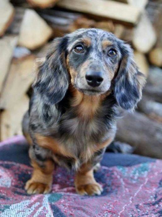 10 Beautiful Long-Haired Dachshund Pictures - Bark How | Dapple Dachshund, Dapple  Dachshund Puppy, Dachshund Breed
