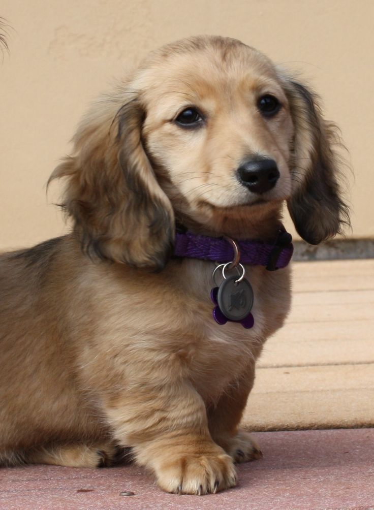 Chloe, Longhaired Shaded Cream Miniature Dachshund | Puppies, Dachshund  Puppy Long Haired, Long Haired Dachshund