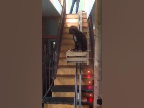 Stair Elevator For Dog With Mobility Challenges - Youtube