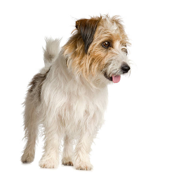 Jack Russel Long Haired Stock Photo - Download Image Now - Jack Russell  Terrier, Long Hair, Alertness - Istock